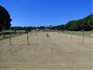 carriere-dressage
