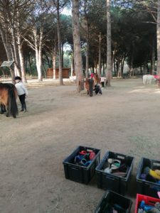 SOINS AU X PONEYS DE SOPHIE